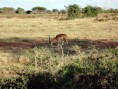 /album/safari-tsavo-est/dsc00601-jpg/