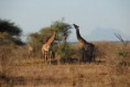 /album/safari-tsavo-est/a389797-2342524657228-1285642179-n-jpg/