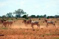 /album/safari-tsavo-est/a407454-2342541097639-1148432384-n-jpg/